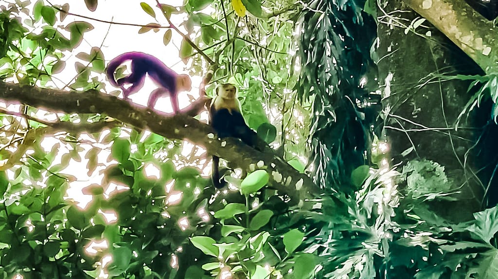 Wildlife Bocas del Toro - Monkeys