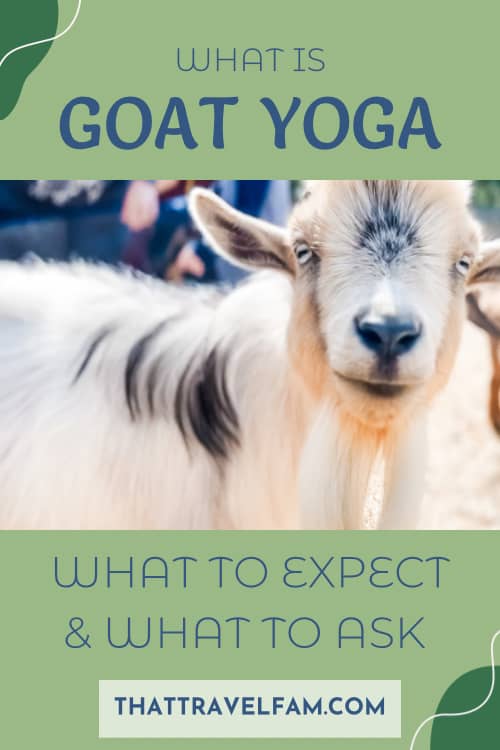 What is goat yoga? What to expect & what to ask!